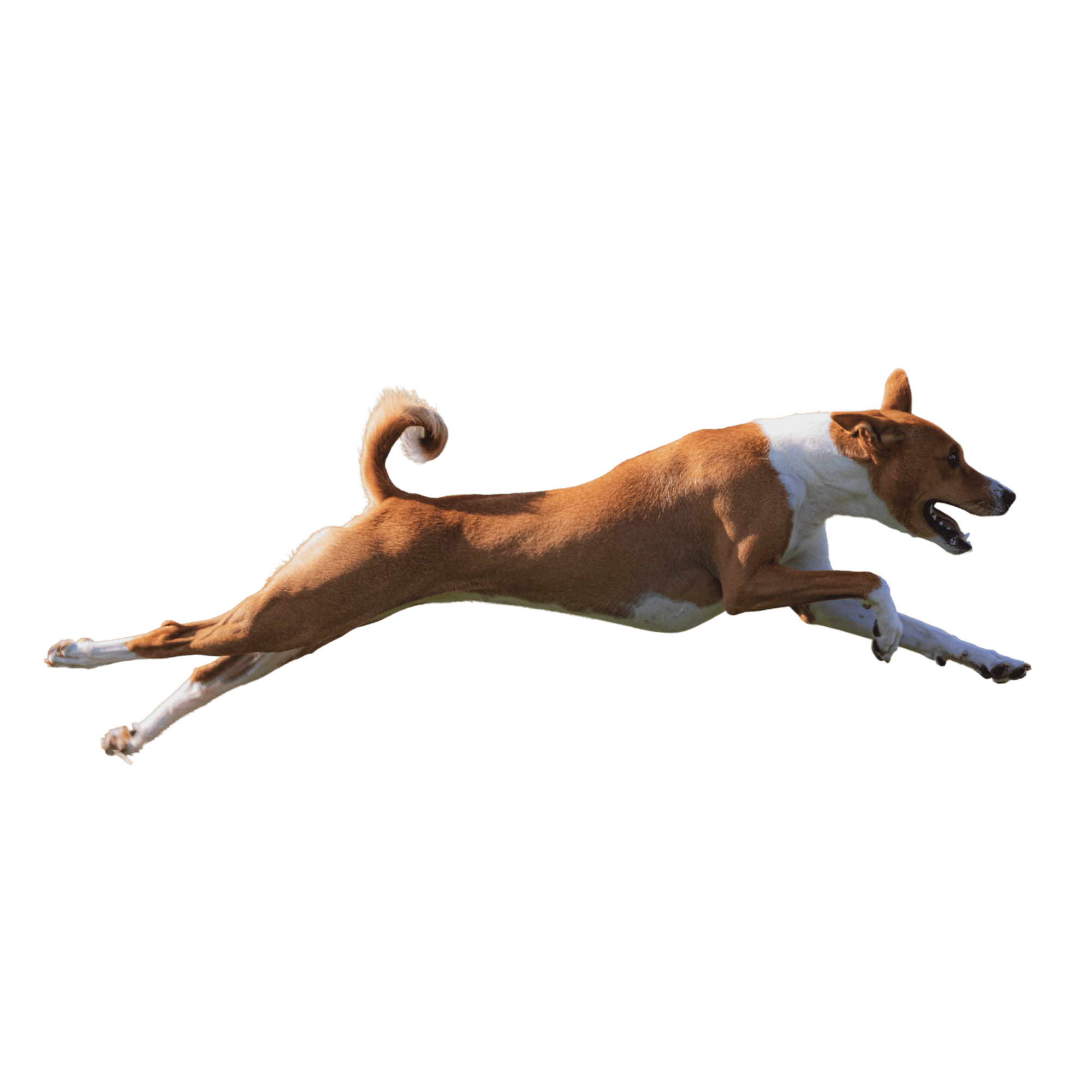 A playful dog running energetically with fur details and motion effects on a transparent background.