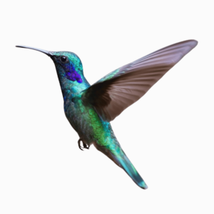 Hummingbird PNG featuring a vibrant, colorful flying bird with detailed feathers, perfect for wildlife and nature-themed designs.