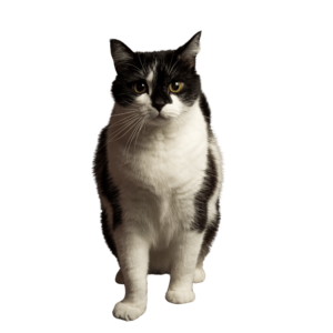 A cute black and white cat PNG with a soft fur texture on a transparent background.