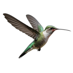 Hummingbird PNG