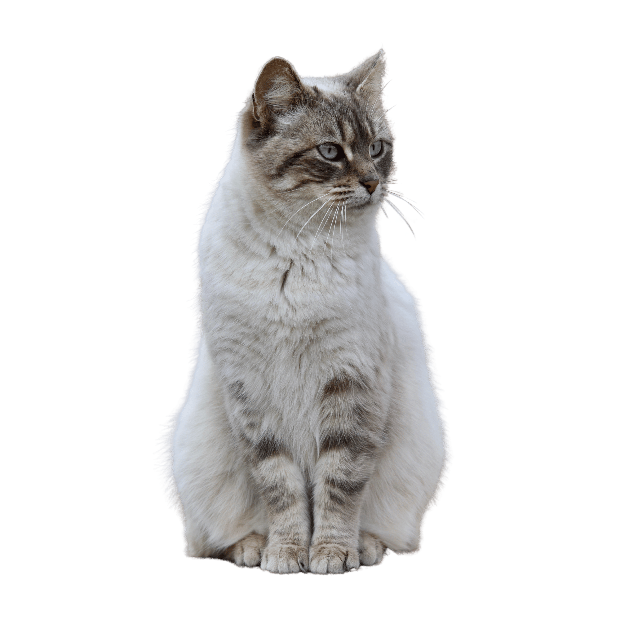 A high-resolution Cat PNG image featuring a cute and playful feline, ideal for pet lovers and digital artwork.
