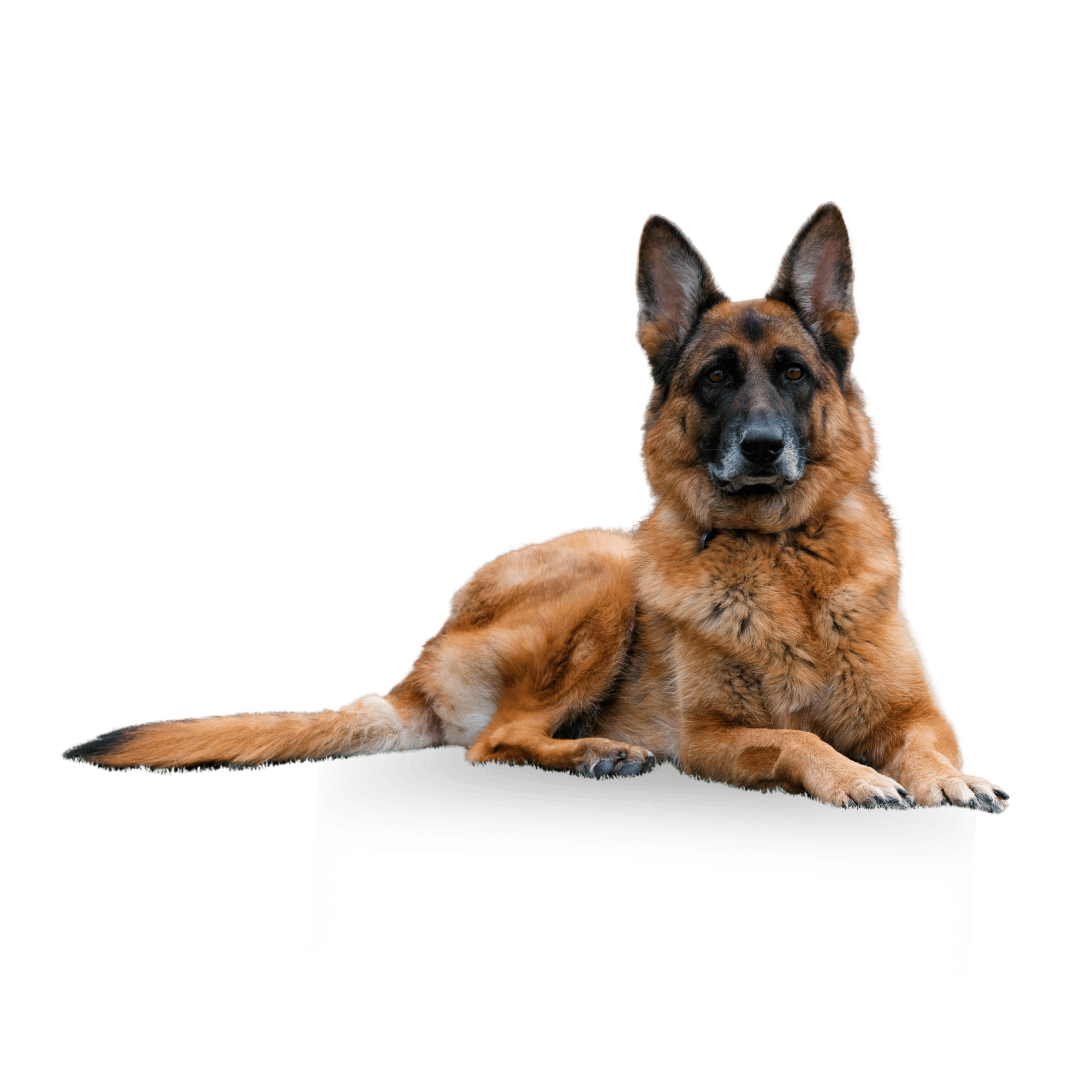A strong and elegant German Shepherd dog standing confidently on a transparent background.