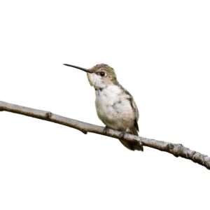 Hummingbird in Branch PNG