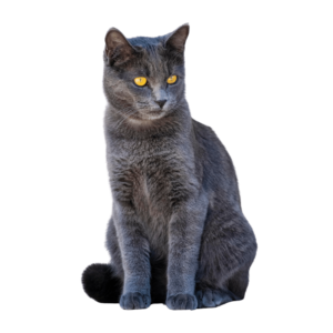 Black Cat PNG