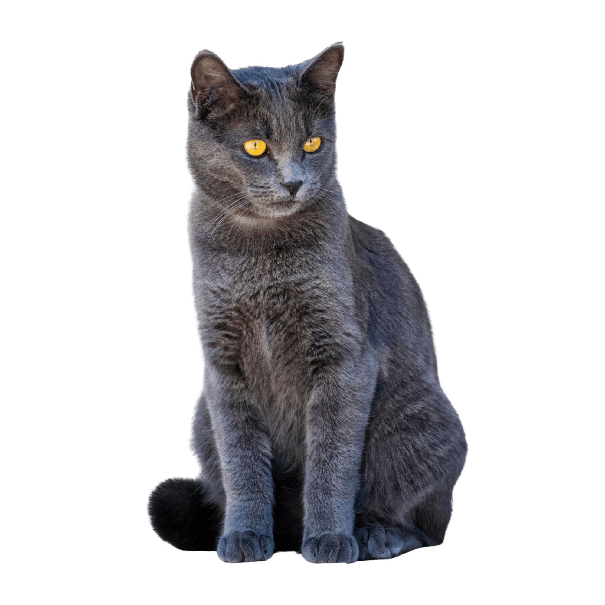 A mysterious black cat PNG with a sleek silhouette on a transparent background.