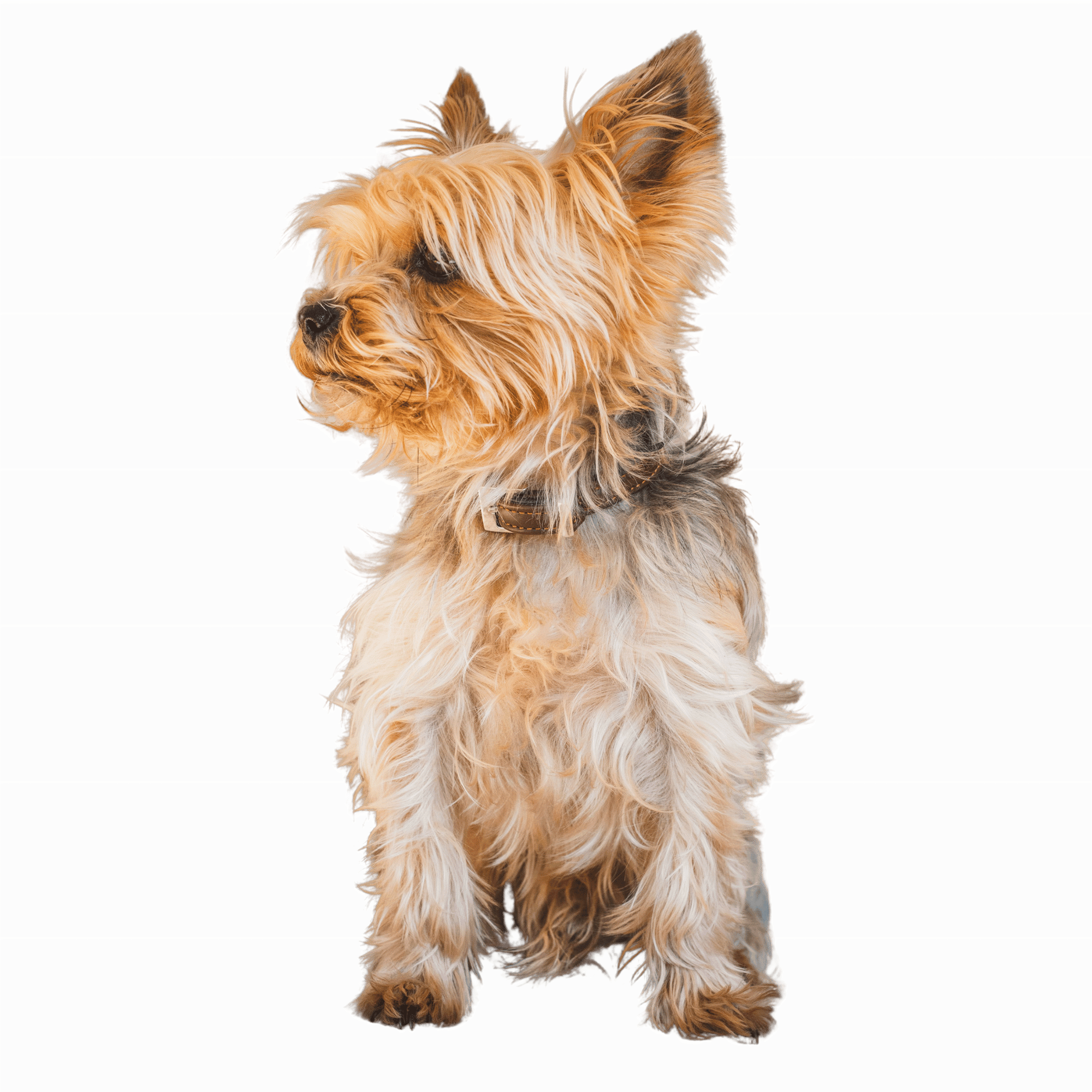 A cute and playful puppy dog sitting with a happy expression on a transparent background.