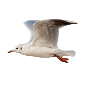 Seagull PNG featuring a white seabird soaring in the sky or resting by the coast.