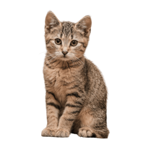 A high-quality Cat PNG image featuring a cute cat sitting with a playful expression, perfect for pet-themed designs.