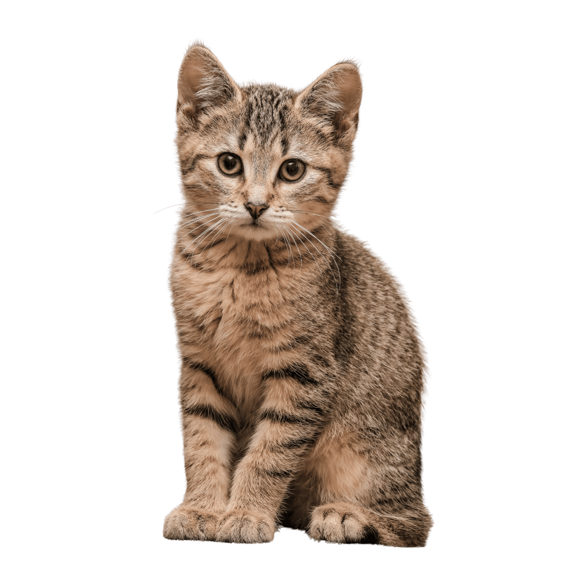 A high-quality Cat PNG image featuring a cute cat sitting with a playful expression, perfect for pet-themed designs.