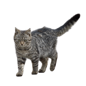 A high-resolution Cat PNG with a transparent background, ideal for creative designs and pet-themed projects.