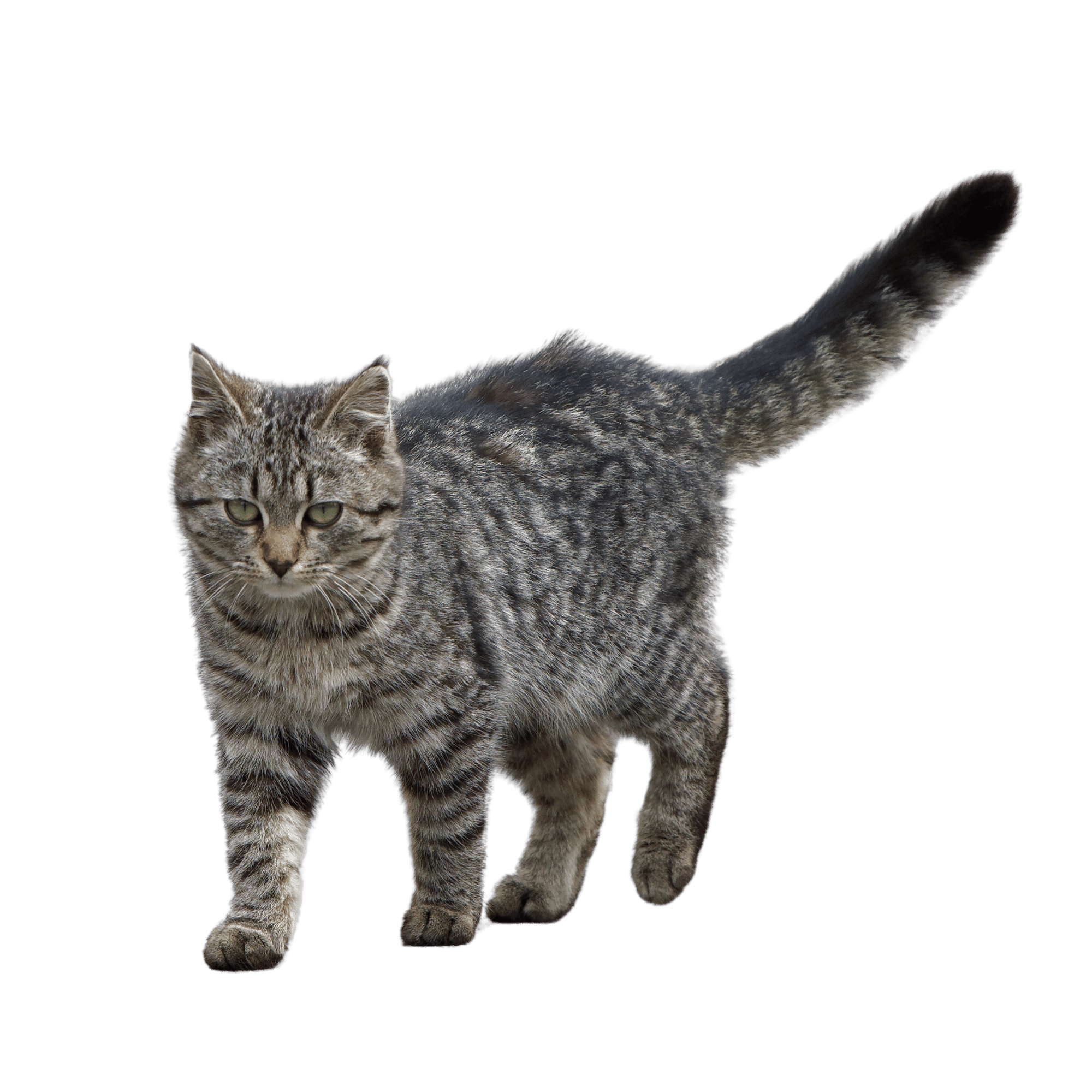 A high-resolution Cat PNG with a transparent background, ideal for creative designs and pet-themed projects.