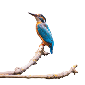 Kingfisher in Branch PNG