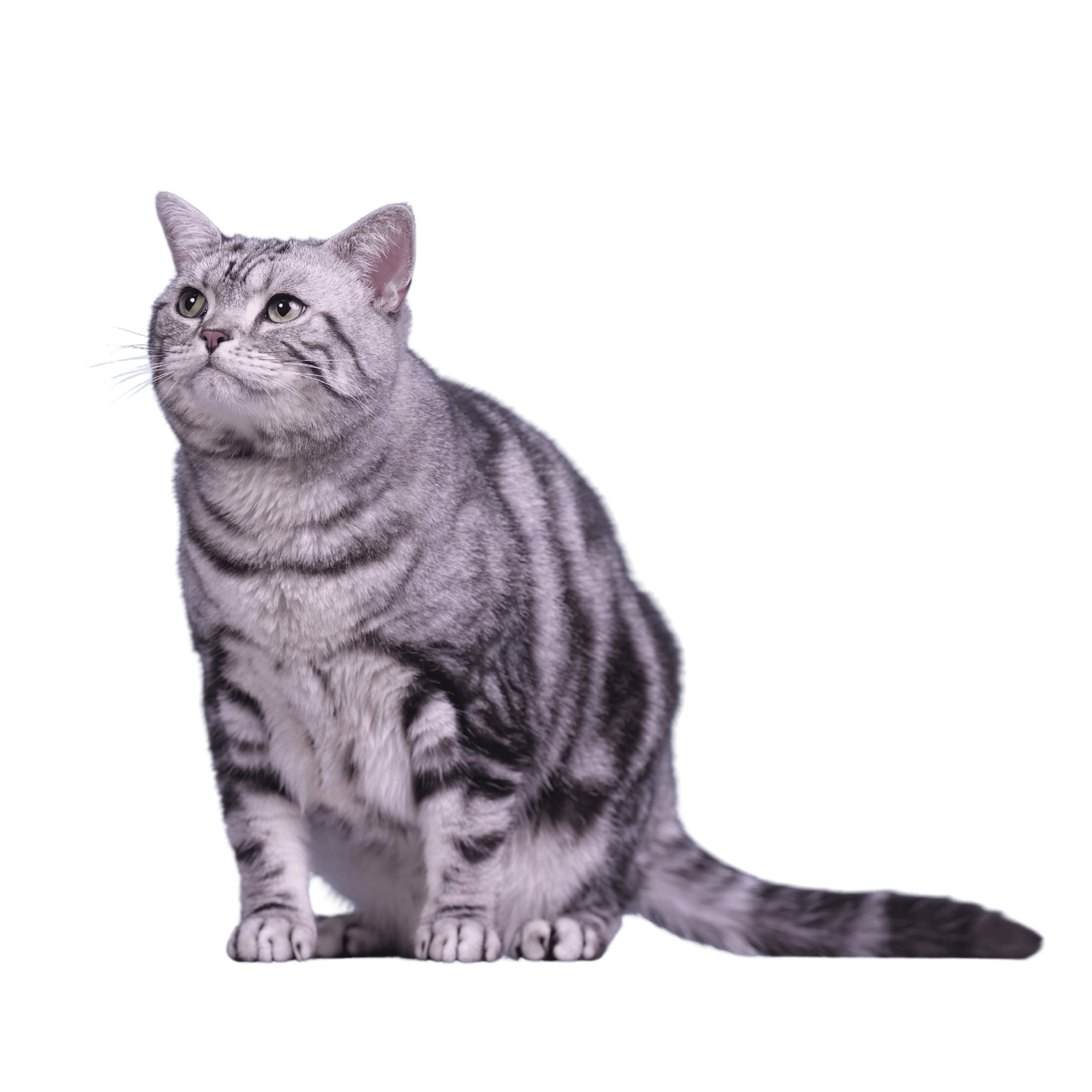 A high-resolution Cat PNG image with a transparent background, perfect for creative designs and pet-themed projects.
