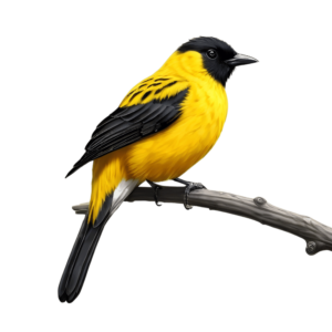 Yellow Bird in Branch PNG