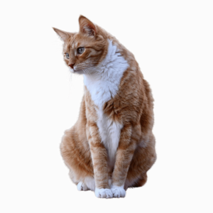 A high-resolution playful cat PNG image with a transparent background, ideal for pet lovers and designers.