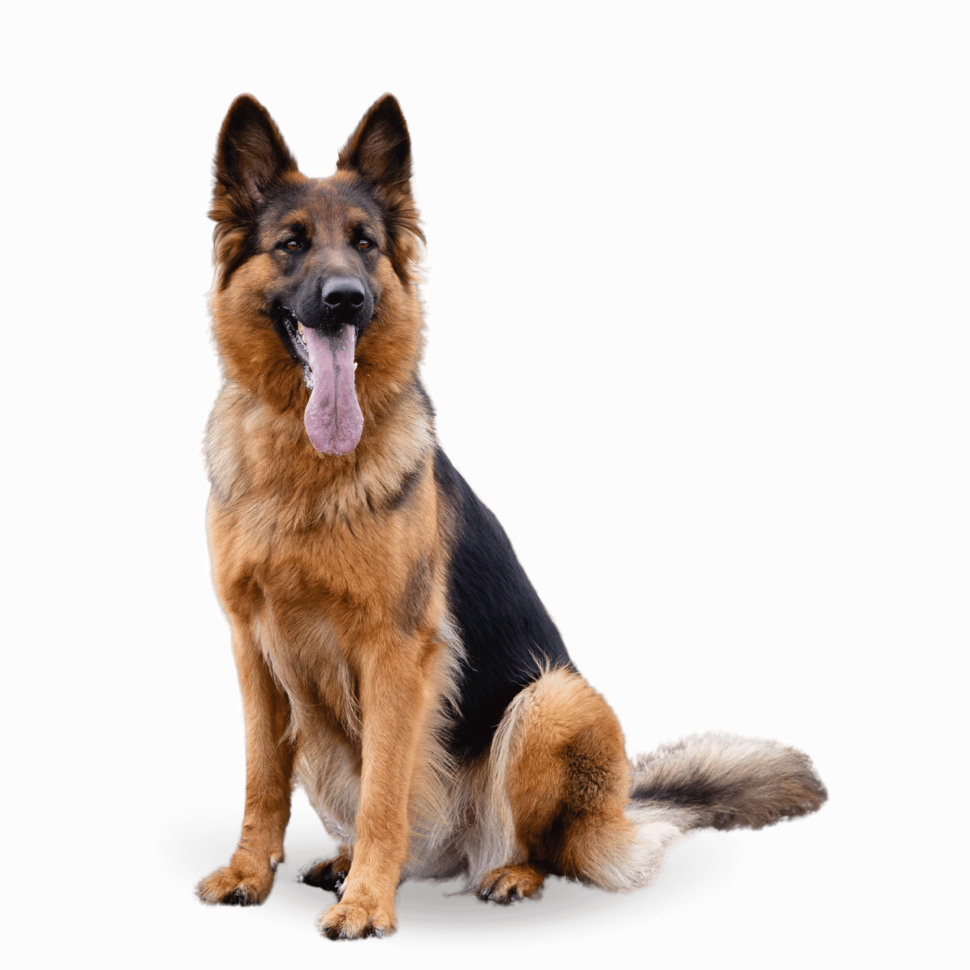 A strong and noble German Shepherd dog with a sleek coat and alert expression on a transparent background.
