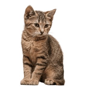 A cute cat PNG image with high resolution and a transparent background for graphic designs.