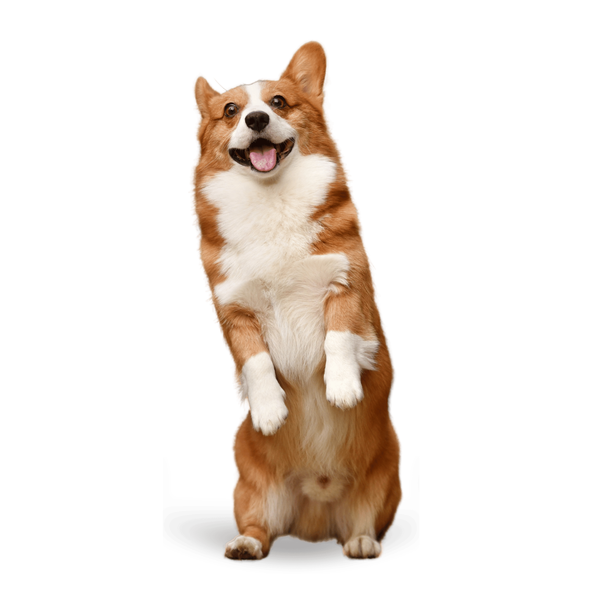 A playful and charming dog with bright eyes and a fluffy coat on a transparent background.