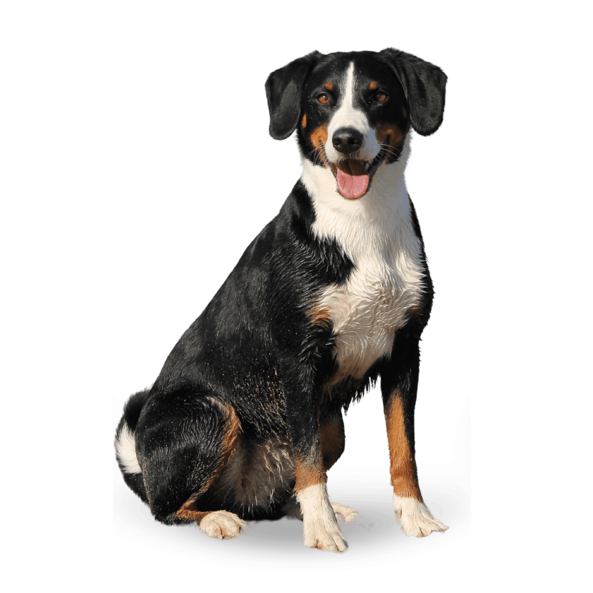 An adorable dog with expressive eyes and soft fur on a transparent background.
