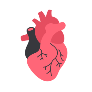 A realistic human heart shape PNG with a transparent background, perfect for medical, educational, and anatomical design projects.