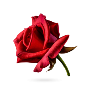 Rose PNG