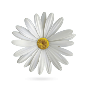 A beautiful white Common Daisy flower PNG with a transparent background, perfect for floral and nature designs.