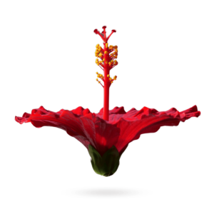 Hibiscus Flower PNG featuring a vibrant red tropical bloom, perfect for floral artwork and nature-themed designs.