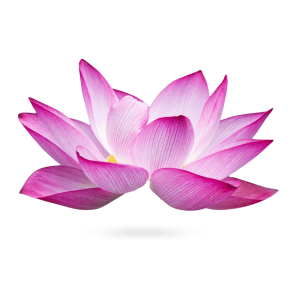 Lotus PNG with Shadow