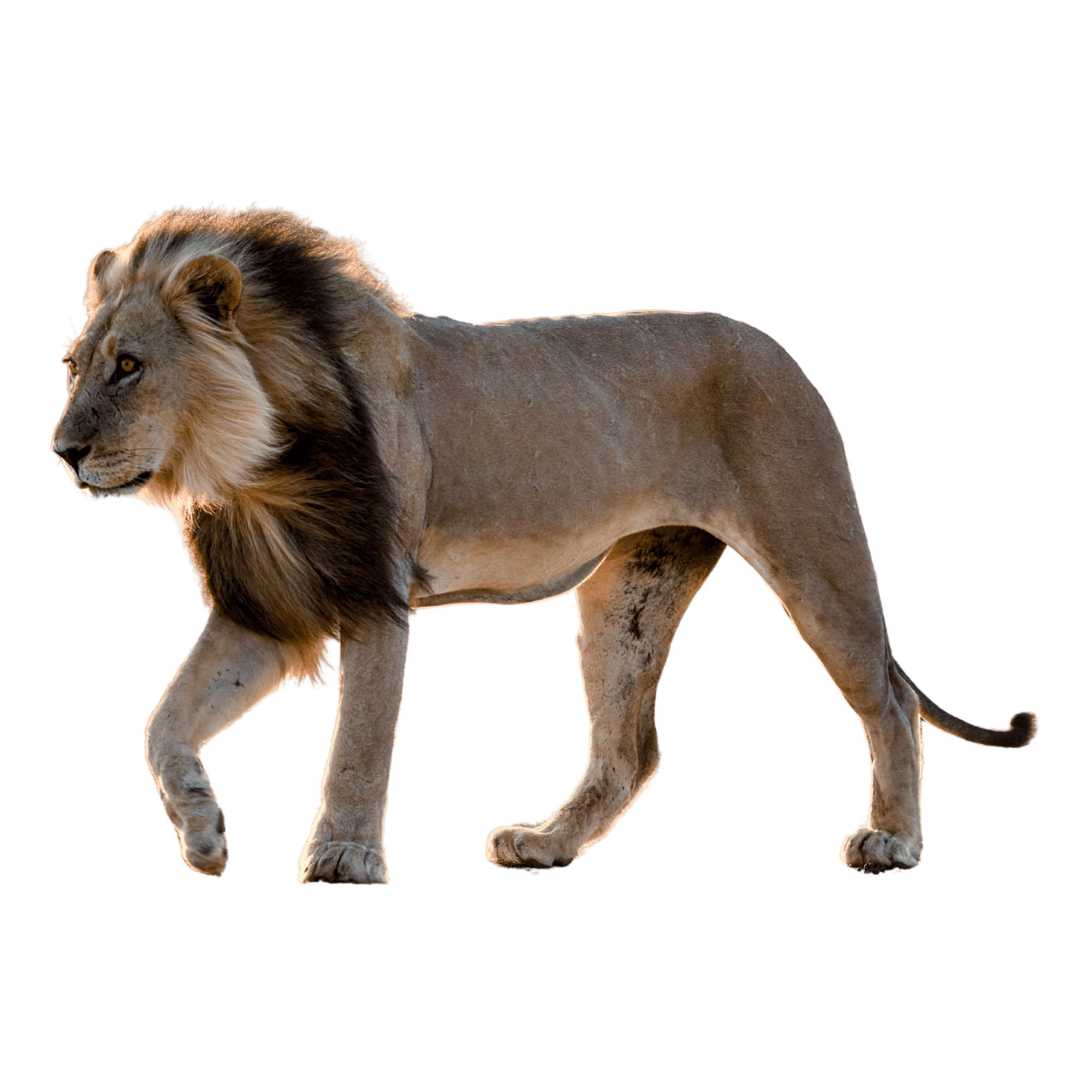 A realistic majestic lion with a golden mane on a transparent background.