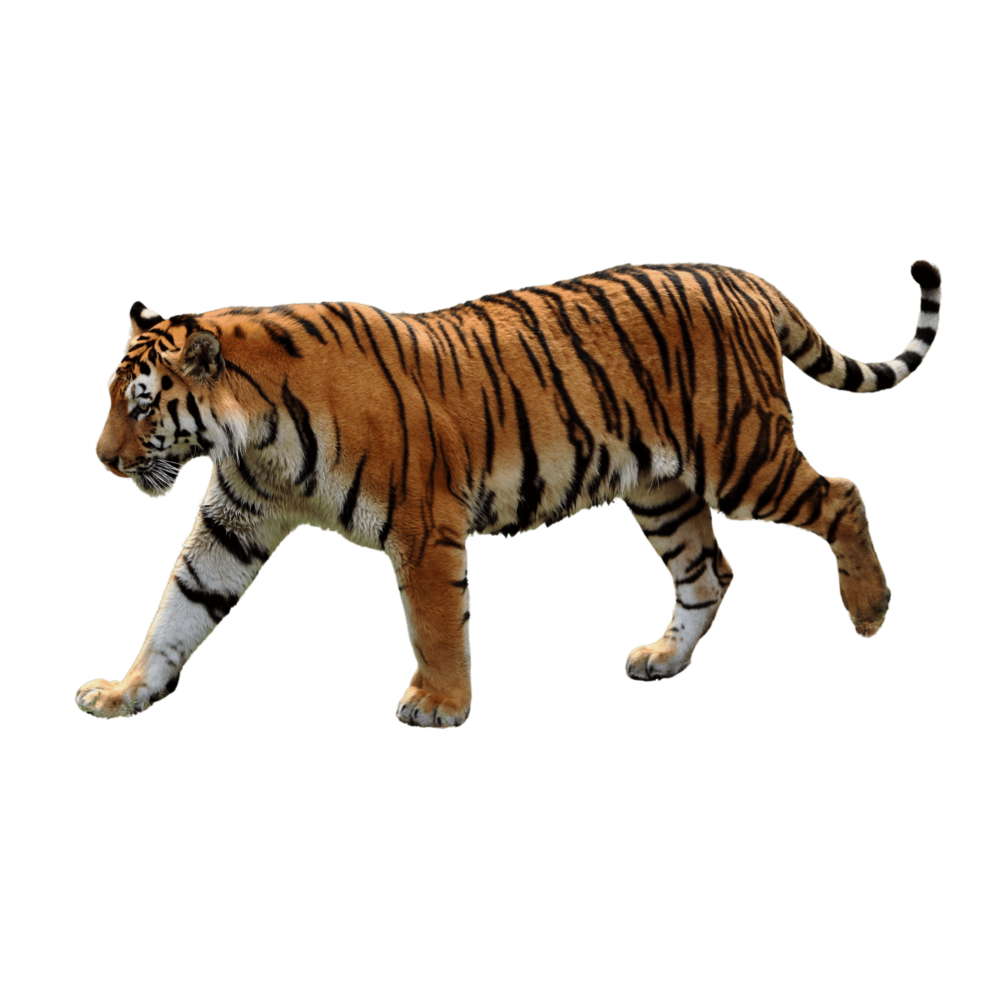 A realistic ferocious tiger standing in a jungle pose on a transparent background.