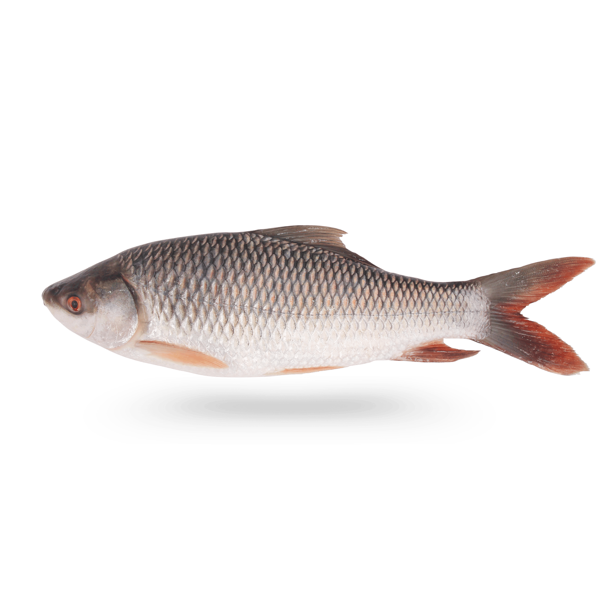 Fresh Rohu fish (Rui Mach) isolated on a transparent background, ideal for culinary and cultural designs.
