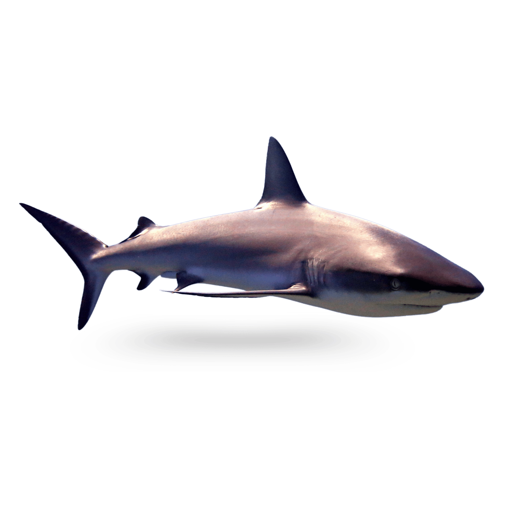 A realistic shark PNG with sharp details and a transparent background, perfect for aquatic-themed designs.