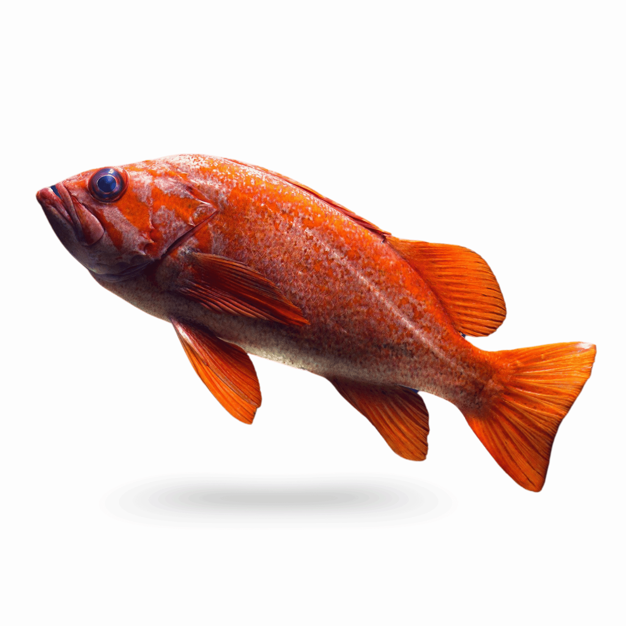 A colorful sea fish PNG with detailed scales and a transparent background, ideal for oceanic designs and marine projects.