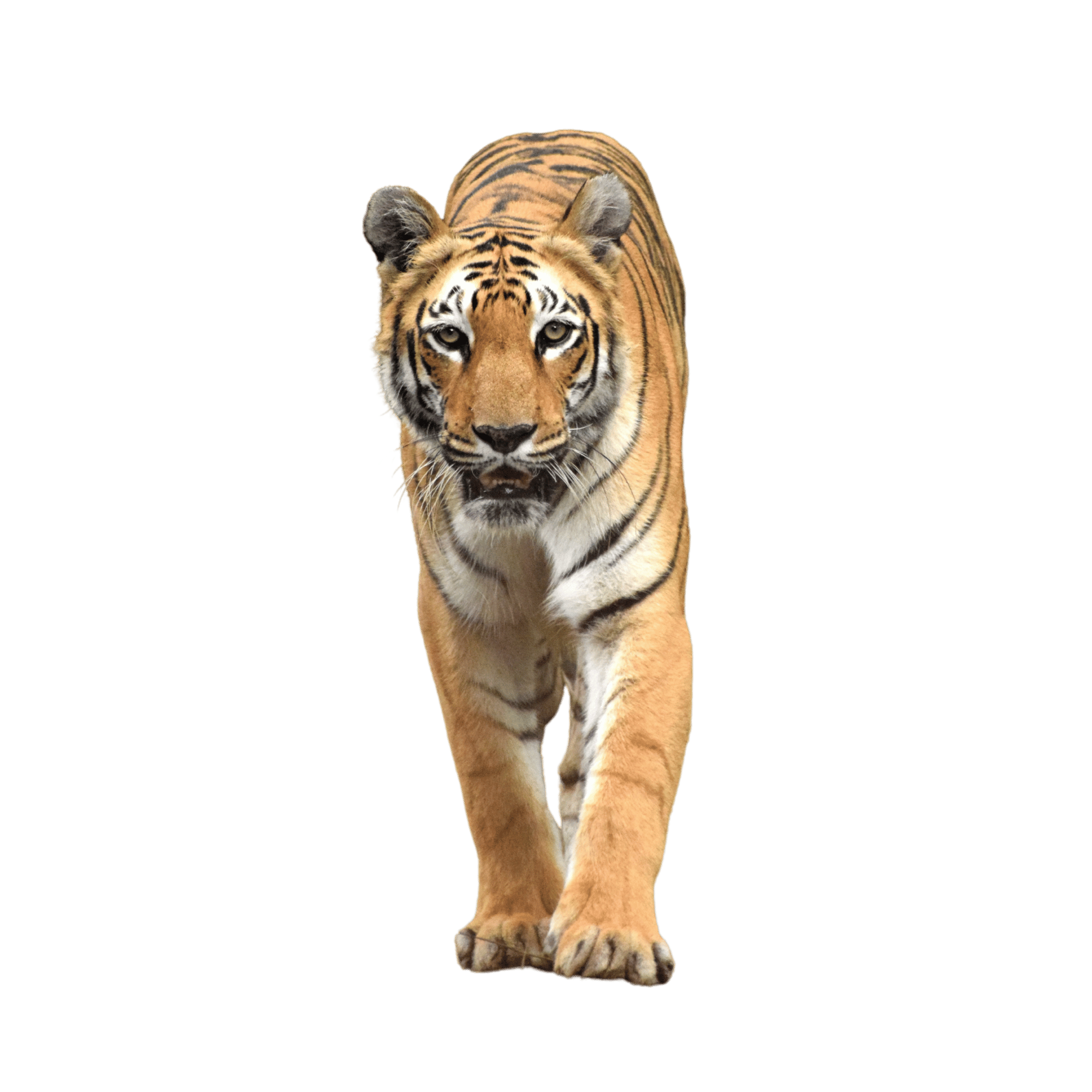 A fierce and majestic tiger standing in a jungle scene on a transparent background.