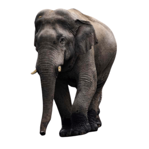 A detailed elephant PNG with gray skin and tusks, isolated on a transparent background.