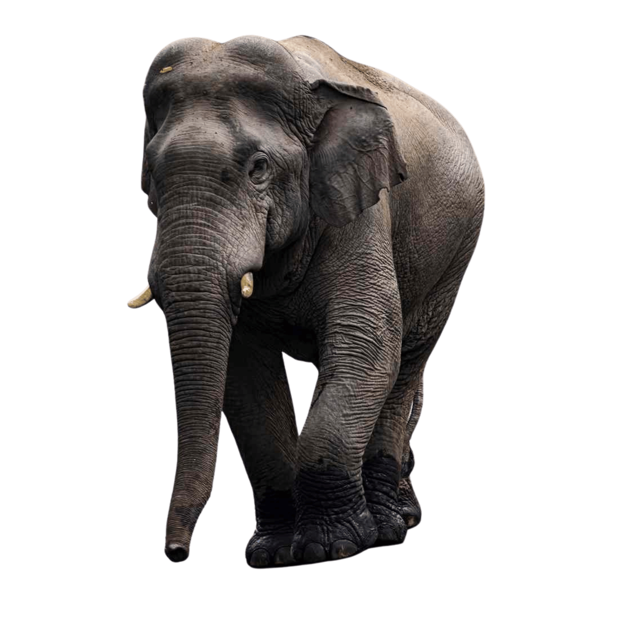 A detailed elephant PNG with gray skin and tusks, isolated on a transparent background.