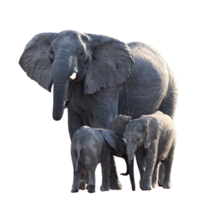 A family of elephants walking together, isolated on a transparent background.