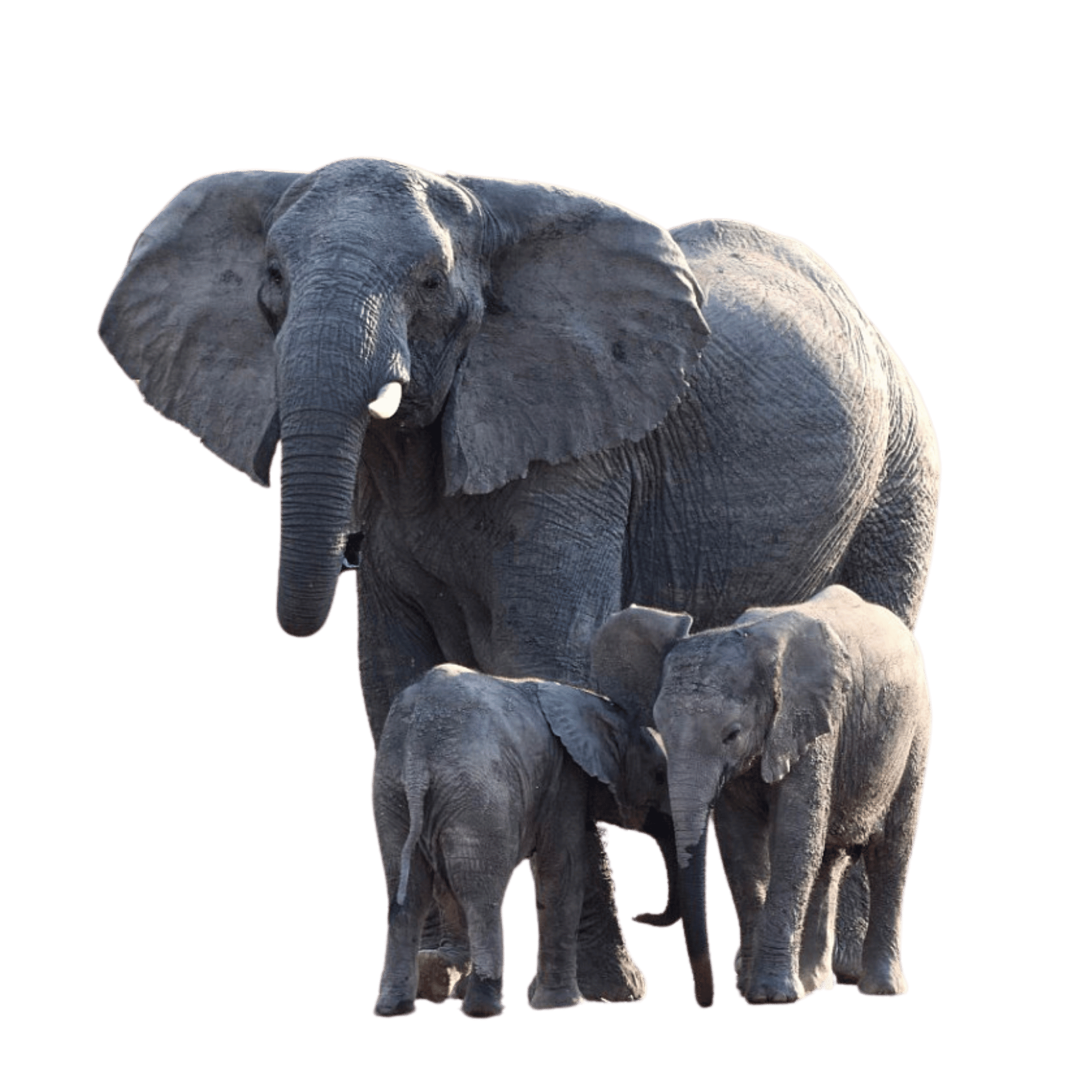 A family of elephants walking together, isolated on a transparent background.