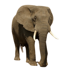A cartoon-style baby elephant with big ears and a smile, isolated on a transparent background.