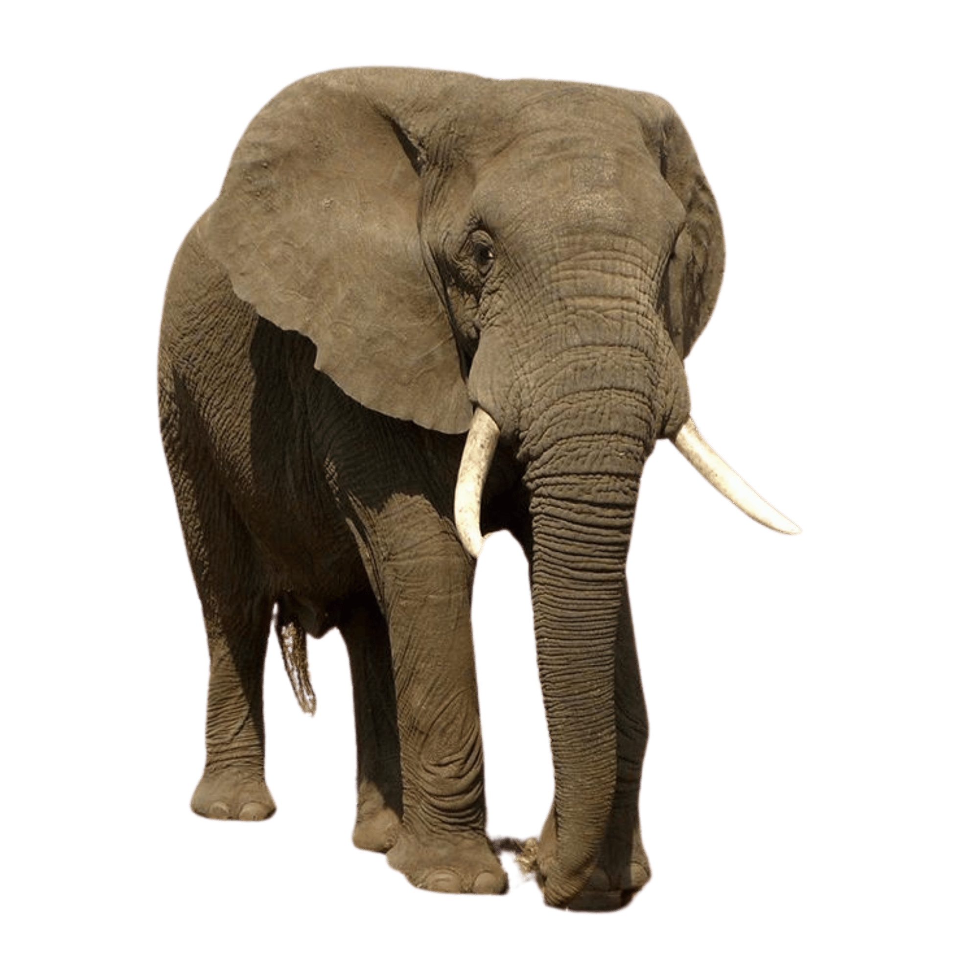 A cartoon-style baby elephant with big ears and a smile, isolated on a transparent background.
