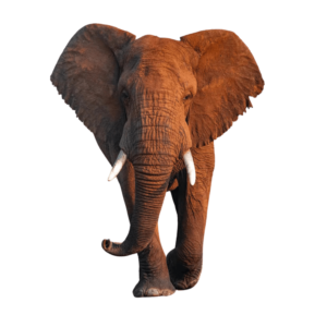 A realistic elephant standing in profile, isolated on a transparent background.