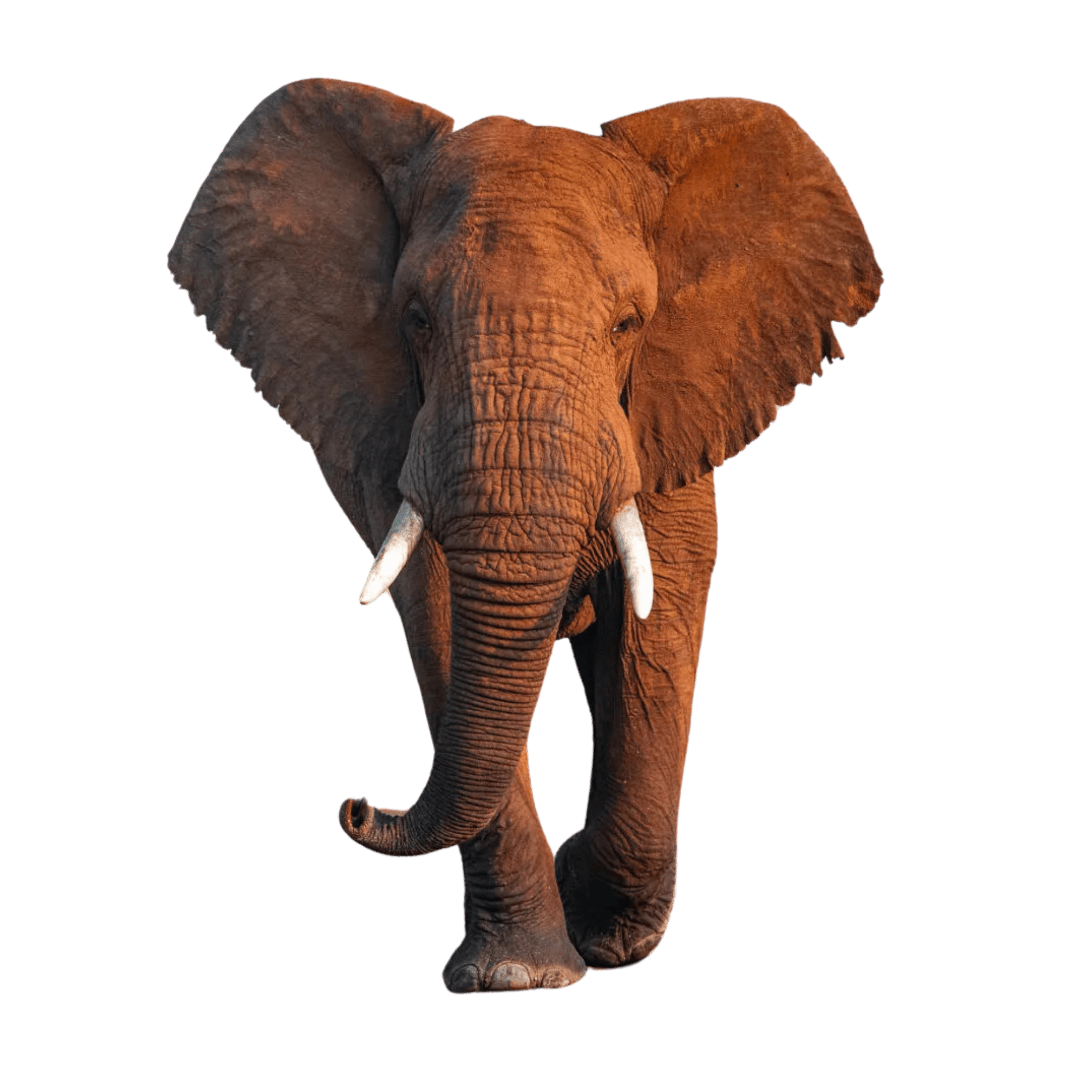 A realistic elephant standing in profile, isolated on a transparent background.