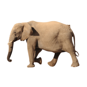 A realistic elephant standing in profile, isolated on a transparent background.