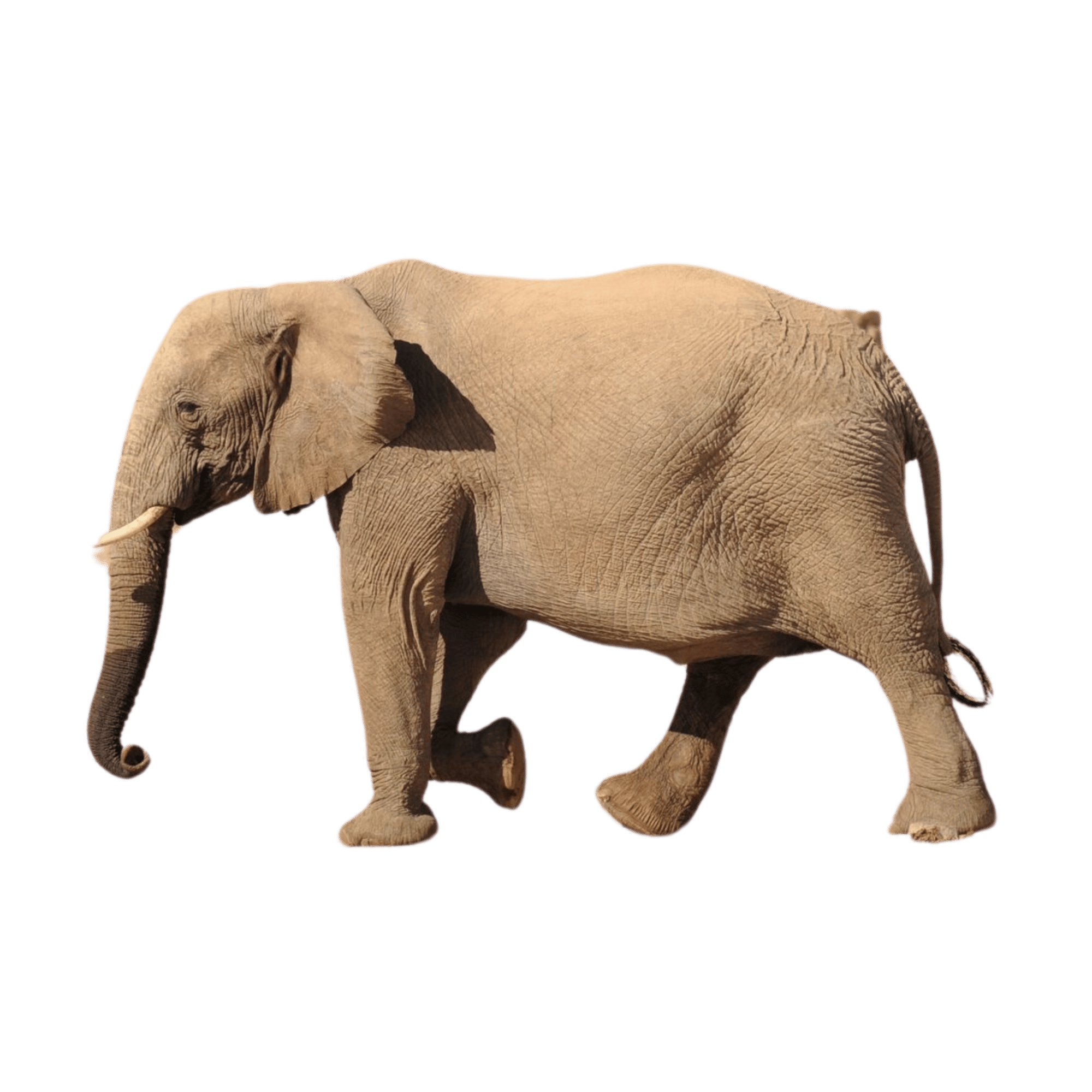 A realistic elephant standing in profile, isolated on a transparent background.