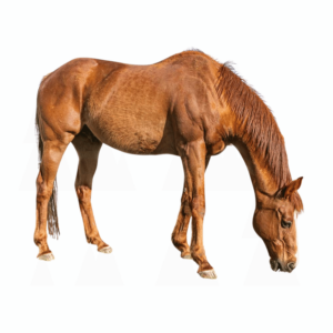 A realistic brown horse galloping gracefully with a transparent background.