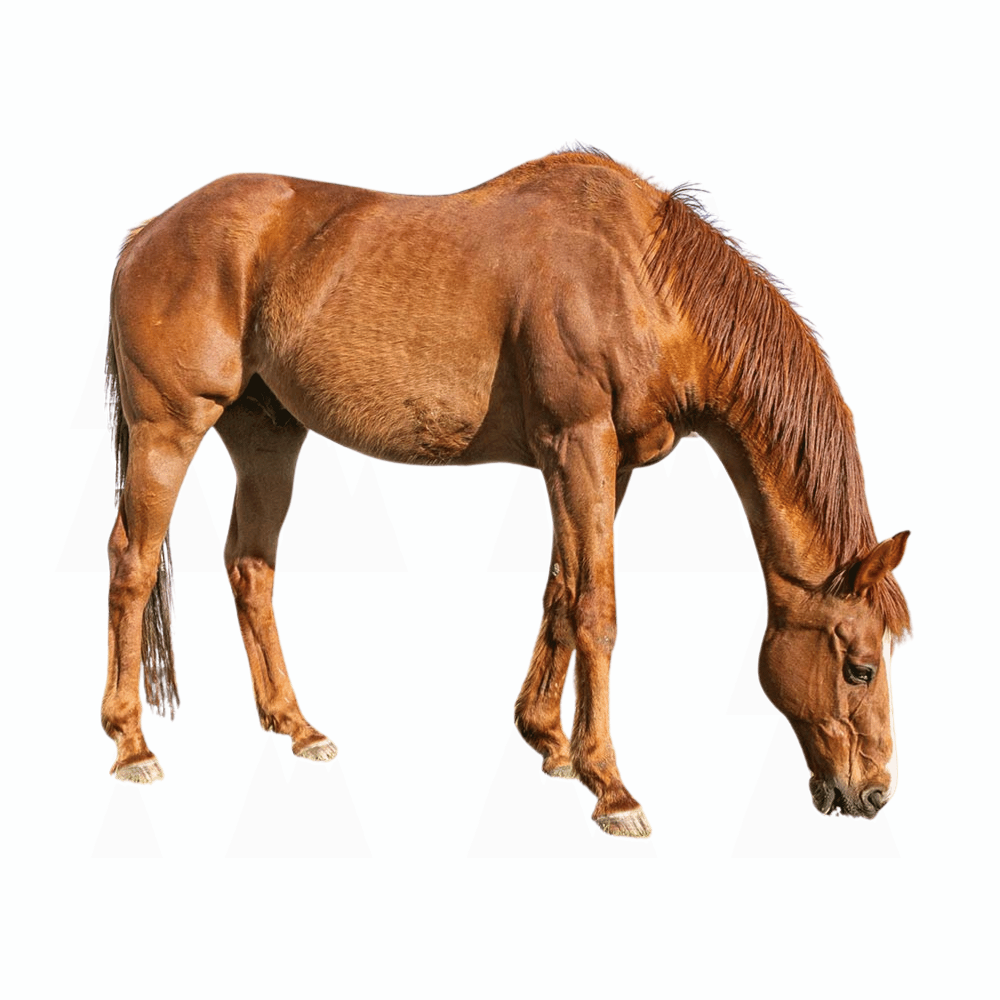 A realistic brown horse galloping gracefully with a transparent background.
