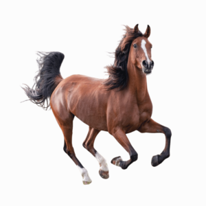 A graceful white horse in motion on a transparent background.