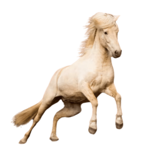 A graceful white horse in motion on a transparent background.