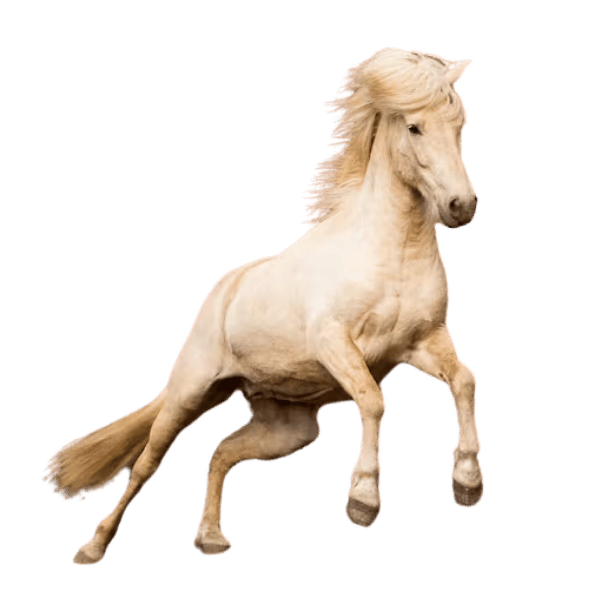 A graceful white horse in motion on a transparent background.
