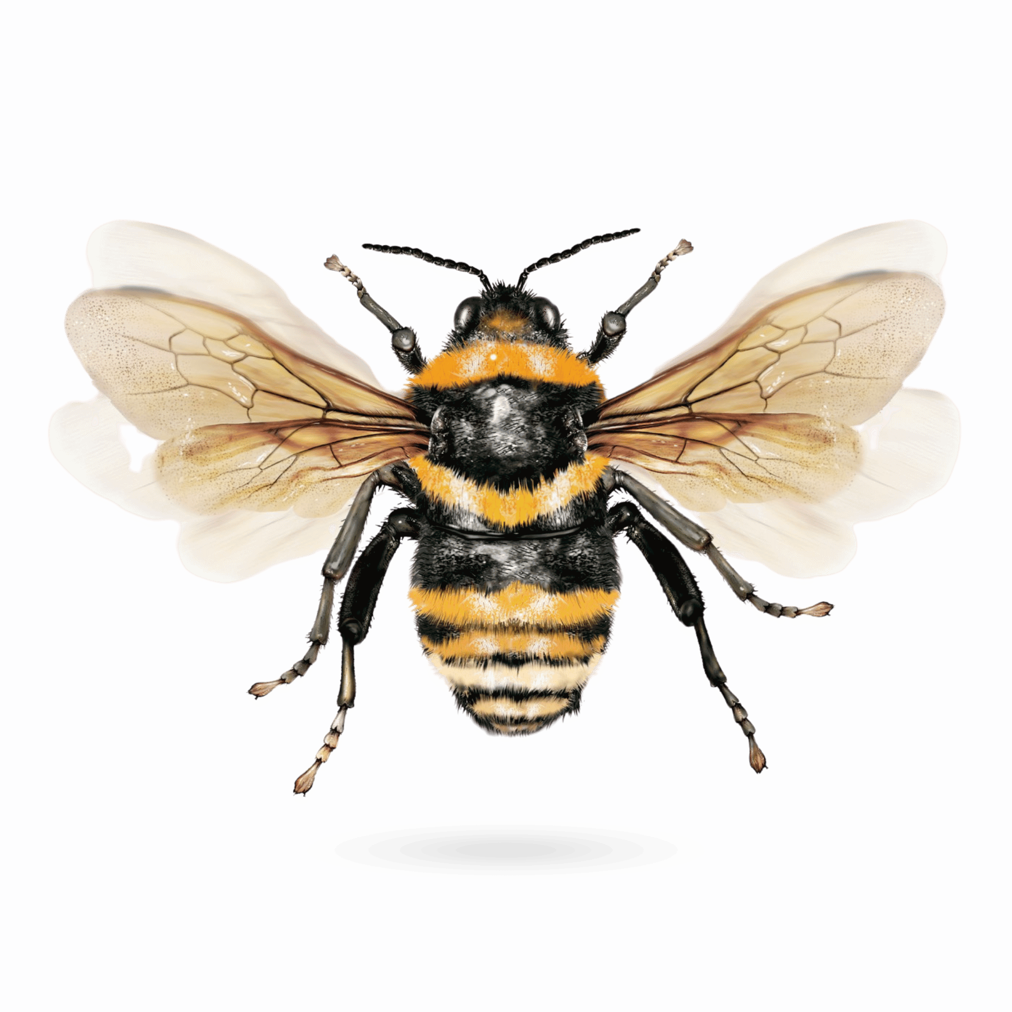 A smiling cartoon honey bee with black and yellow stripes and wings, on a transparent background.